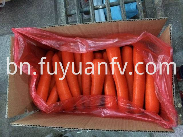 xiamen carrot 